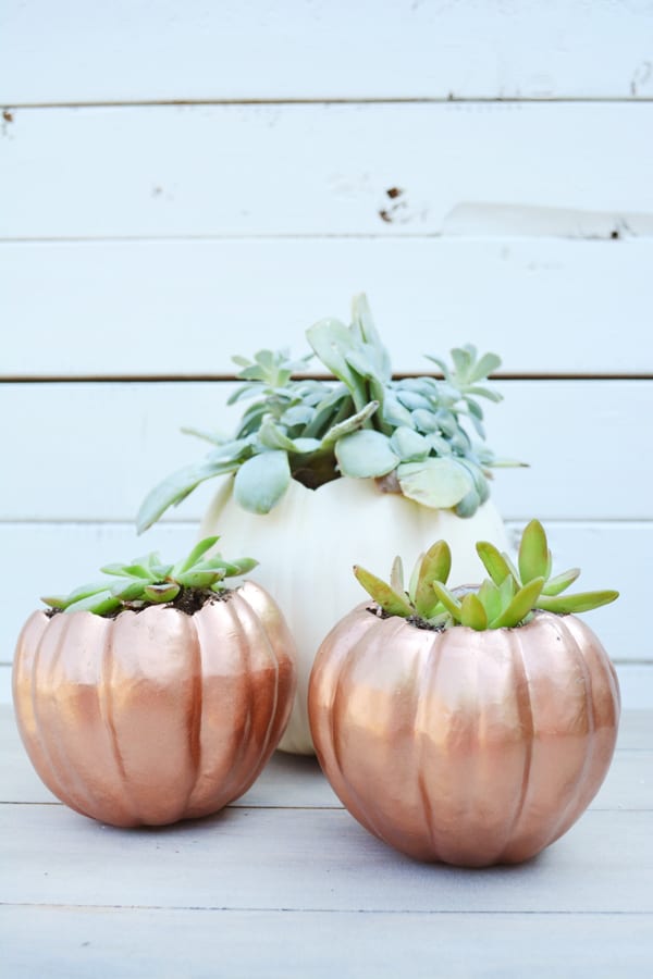 Pumpkin Planters