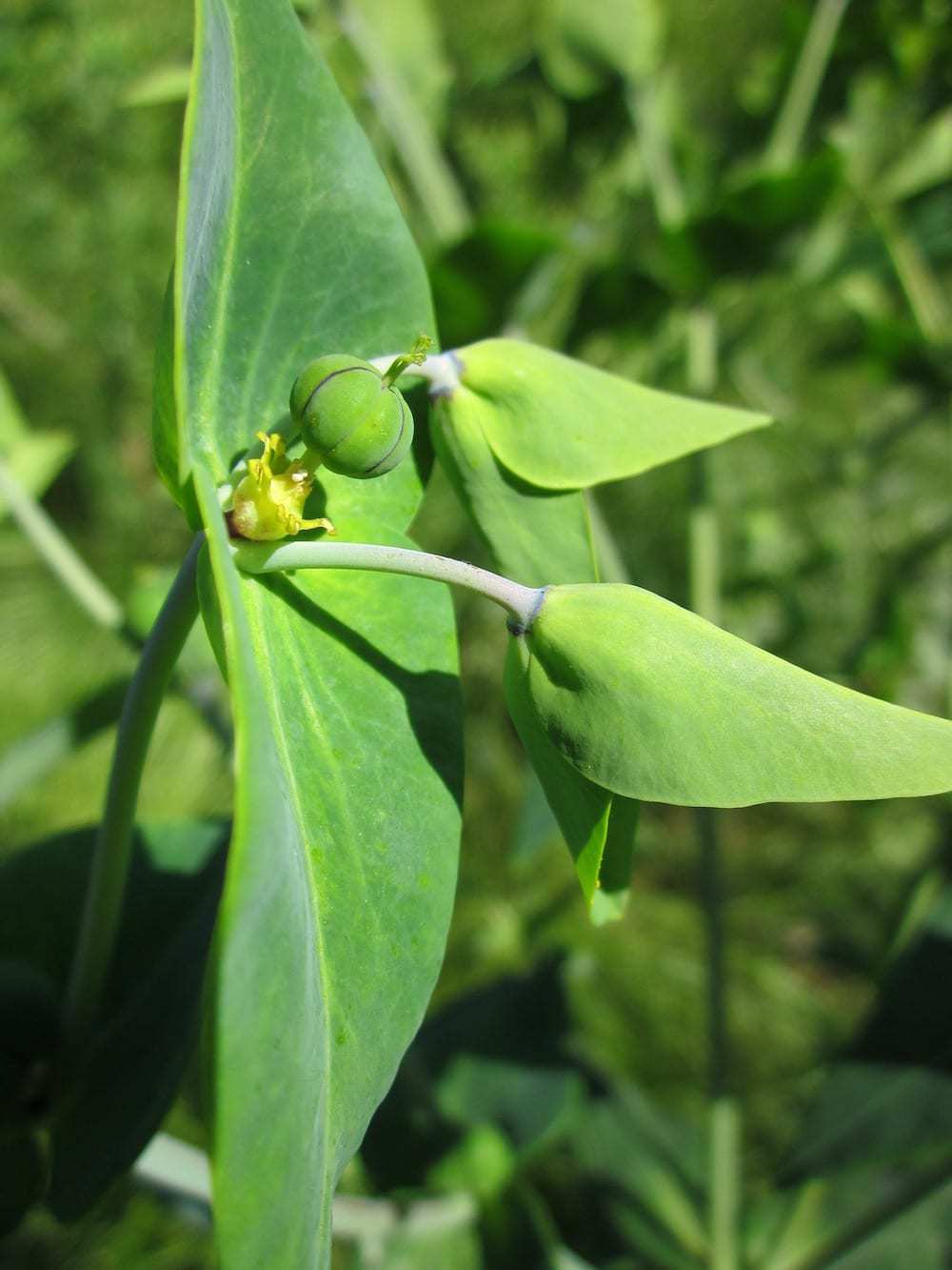 flower buds (capers)