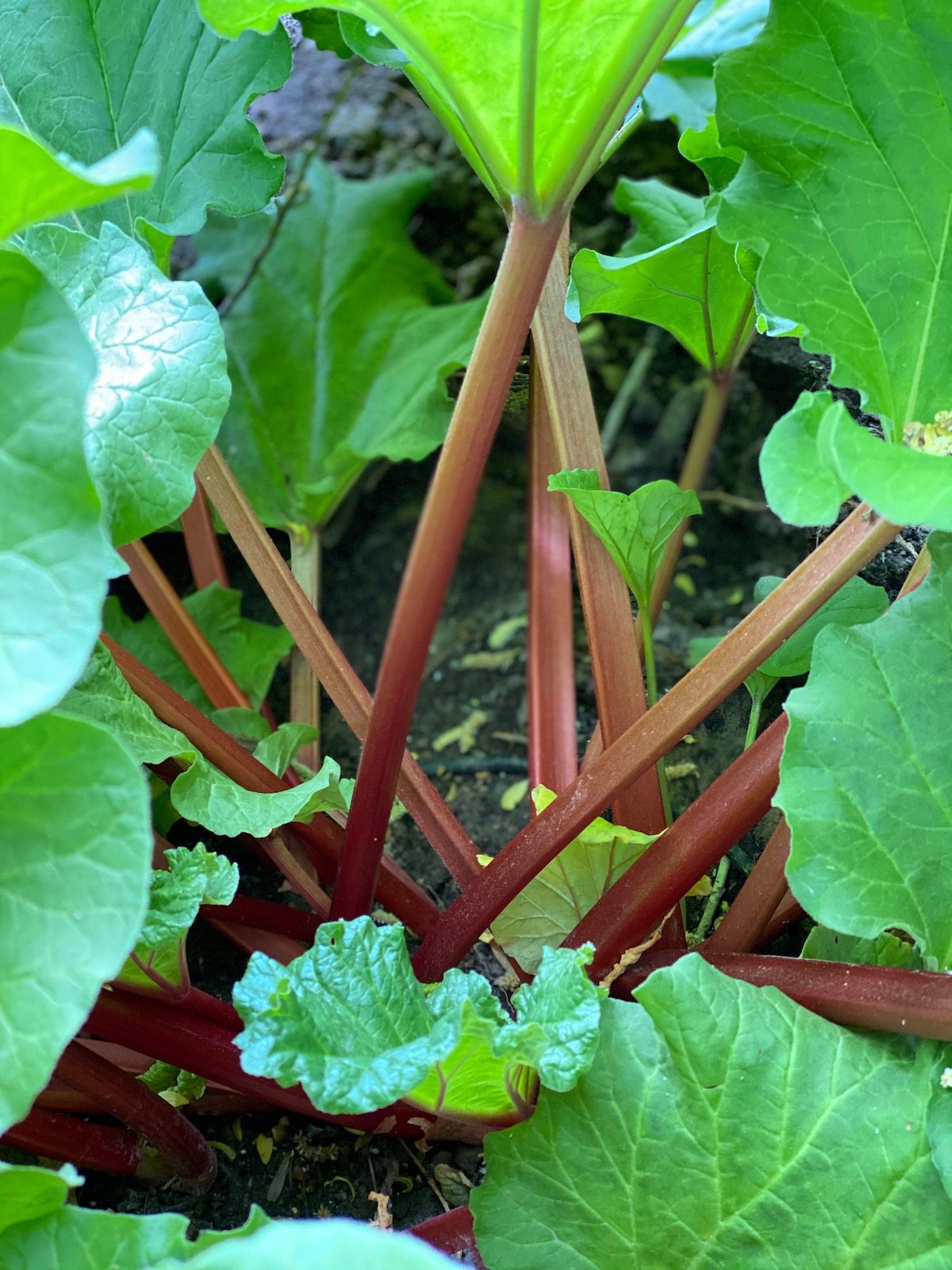 rhubarb growing in a garden