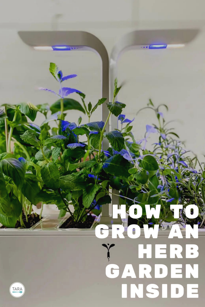 Growing Indoor Herbs