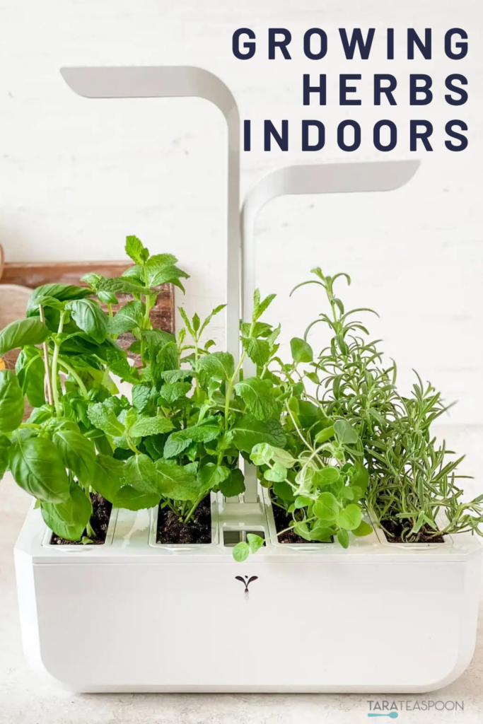 Growing Indoor Herbs