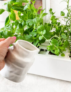 filling the Veritable herb garden with water