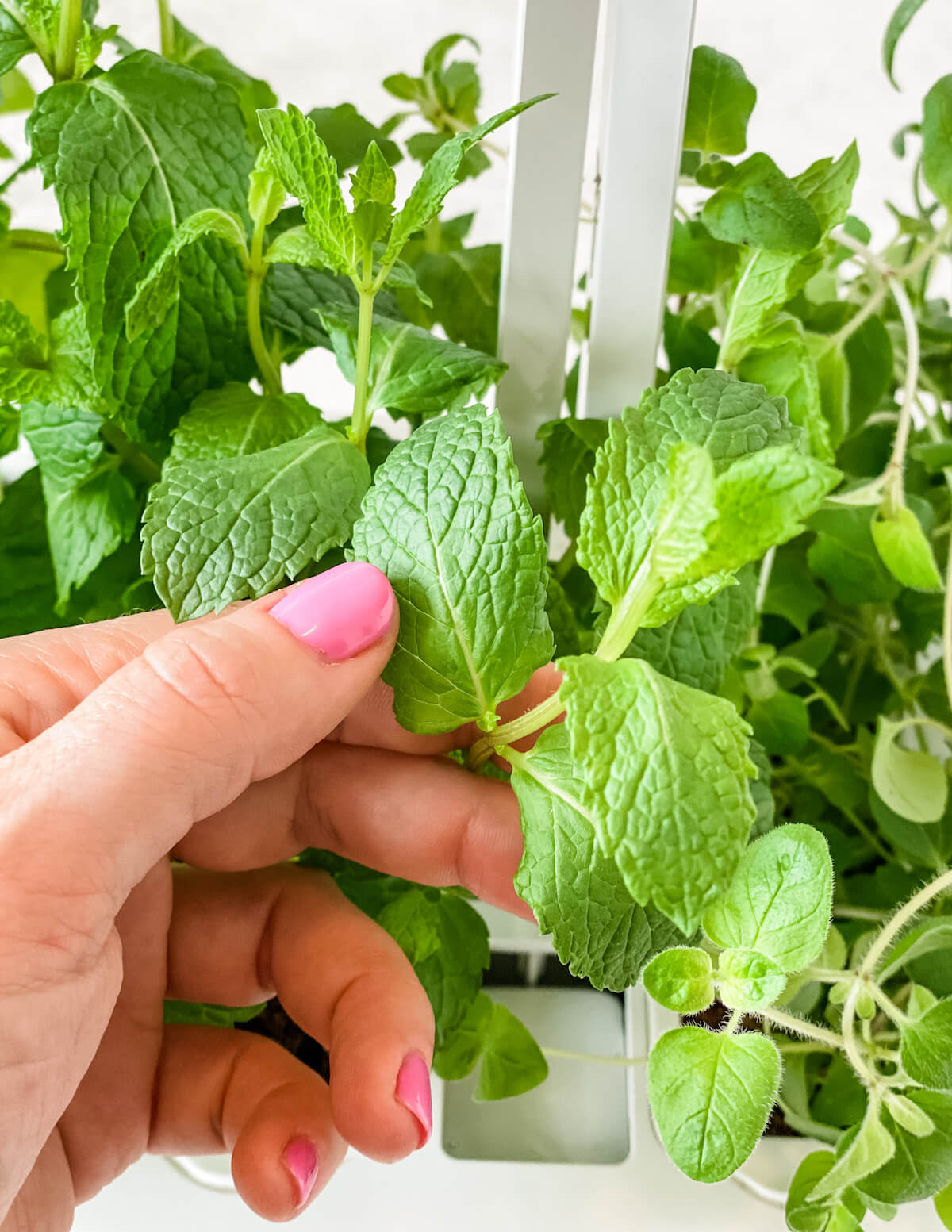 where to cut fresh herbs for use