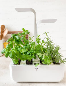 growing herbs indoors with lights