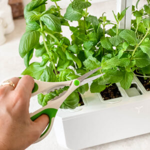Cutting fresh herb with kitchen shears